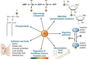 人体磷酸盐如何维持稳态？中国团队最新研究破解谜团
