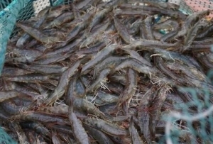 第七个中国农民丰收节，听听这些高原农产品怎么说？（二）