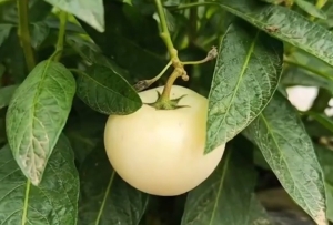 高原水果新人报道，来认识一下人参果吧！