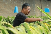新华全媒+丨我在高原种火龙果——新农人白恒玮的生态农业经