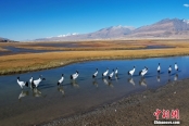 西藏拉薩：越冬黑頸鶴濕地覓食
