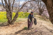 乡村振兴丨西藏林芝：“桃花经济”里的富农花样