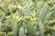 Cactus fruit sweetens up profit for farmers in SW China's Sichuan