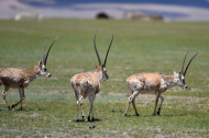 Protection efforts see Tibetan antelope population rebound