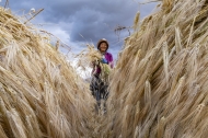 Villagers in Ombu Township of Tibet witness barley harvest in happiness