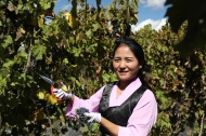 Grapes grow with skill in high-altitude Tibet