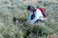 Tibetan college graduate returns to hometown to take on task of greening, restoring grassland