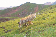 Lhasa's rich biodiversity revealed by survey