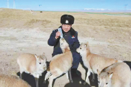 Man devotes life to protecting Tibetan antelopes in the wildlife paradise of Hoh Xil
