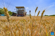 China sees growth in summer grain harvest