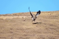 An eagle is gliding high overhead