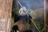 Giant panda Ya Ya begins journey home from US