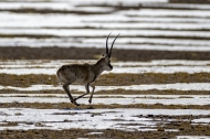 Tibetan antelopes start annual migration prior to giving birth