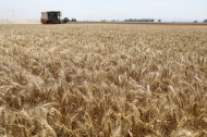 Wheat harvest nearing completion in China's Henan
