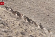 Flocks of argali sheep cross over mountains in NW China