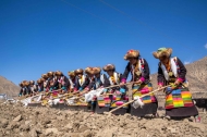 Spring farming ceremonies embrace tradition, modernization in China's Xizang