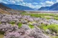 Village tourism in Xizang ushers in spring amid peach blossom viewing