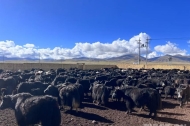 100 Yaks in Zhidoi County, Qinghai were 