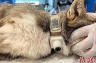 Tibetan fox with satellite positioning collar released into wild in Qinghai