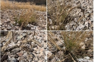 New Poaceae species discovered on Qinghai-Xizang Plateau
