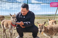 Harmony Keepers: Guardians of Tibetan antelopes