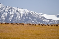 EcoChina|Birth-giving migratory journey of Tibetan antelopes in SW China's Xizang