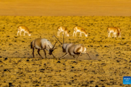 Tibetan antelopes in China's Xizang enter mating season