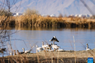 Lhalu Wetland in China's Xizang confirmed as world's highest altitude natural urban wetland