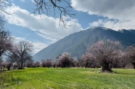 Peach blossoms blanket the plateau as Nyingchi welcomes the spring tourism season