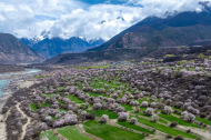 View of peach blossoms in Nyingchi, China's Xizang