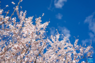 Peach blossom tourism and cultural festival kicks off in Nyingchi, China's Xizang