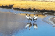 Cranes Dancing on the Plateau: A Visit to the Picturesque A're Wetland in Damxung