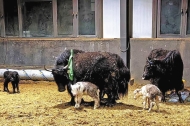 Plans to clone over 100 yaks by 2028