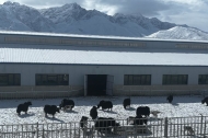 China clones 10 healthy yaks in livestock breeding breakthrough