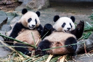 China’s 70-year nature reserve system charts sustainable, smart upgraded path toward Beautiful China