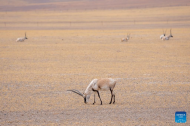 Tibetan antelopes seen at Changtang National Nature Reserve in China's Xizang