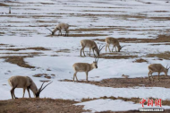 Annual Tibetan antelope migration begins in China's Hoh Xil Reserve