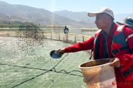 Cold-water fish breeding thrives in NW China's Qinghai
