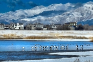 Qinghai-Tibet Plateau warming amplification study sustains prediction of polar sea-ice changes