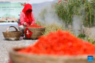 Goji berries at foot of China's Helan Mountain enter harvest season