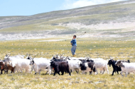 A Tibetan boy's boarding school journey