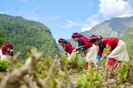 Pairing assistance brings industries, jobs to remote area in SW China's Xizang