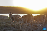Guardians of the plateau help revive Xizang's wildlife and ecosystems
