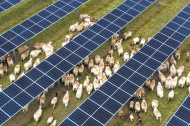 'Photovoltaic sheep' a winning model in Qinghai