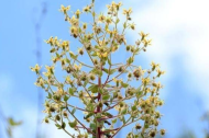 中国青藏高原发现新食虫植物谱系 证实达尔文150多年前预测