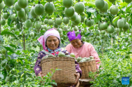 Agricultural products harvested across China