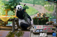 大熊猫“星美”迎来15岁生日