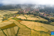 Highland barley enters harvest season in Garze, SW China's Sichuan