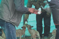 Xizang rangers devoted to wildlife conservation