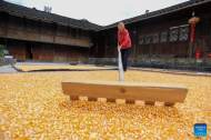 Farmers busy with autumn harvesting across China